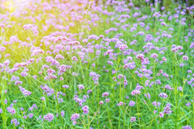 Il fiore della verbena che fiorisce alla mattina di estate si accende, bello fiore