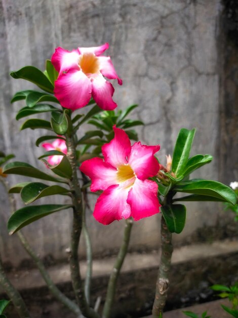 Il fiore di Adenium obesum può vivere in luoghi aridi e caldi Non solo fiori e steli anche la gobba è fatta per essere utilizzata come pianta ornamentale