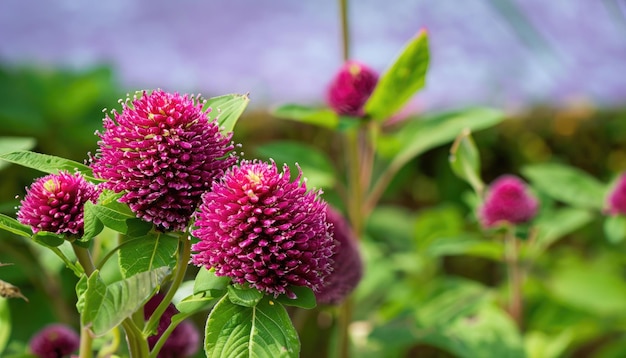 Il fiore di amaranto che sboccia in un giardino estivo