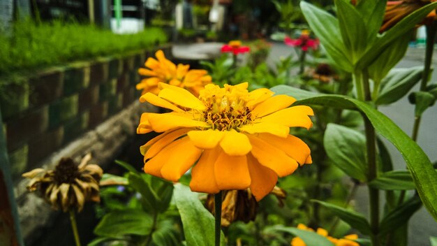 Il fiore di bellezza della Zinnia comune o Zinnia elegans è una delle fioriture più famose