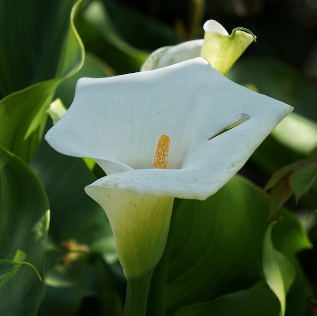 il fiore di calla