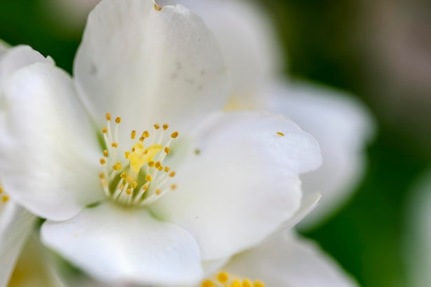 Il fiore di Celindo o Philadelphus coronarius è una pianta ornamentale popolare ampiamente coltivata