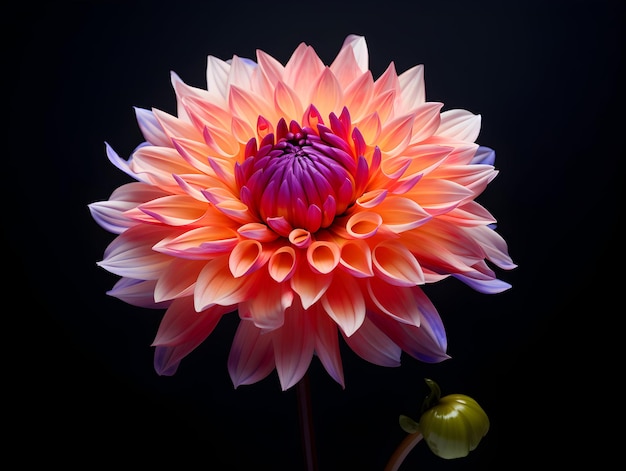 Il fiore di Chandramallika in sottofondo in studio singolo Il fiore Di Chandramallica Un fiore bellissimo