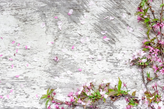 Il fiore di ciliegia della primavera o sakura fiorisce sul fondo di legno rustico bianco della tavola con i petali