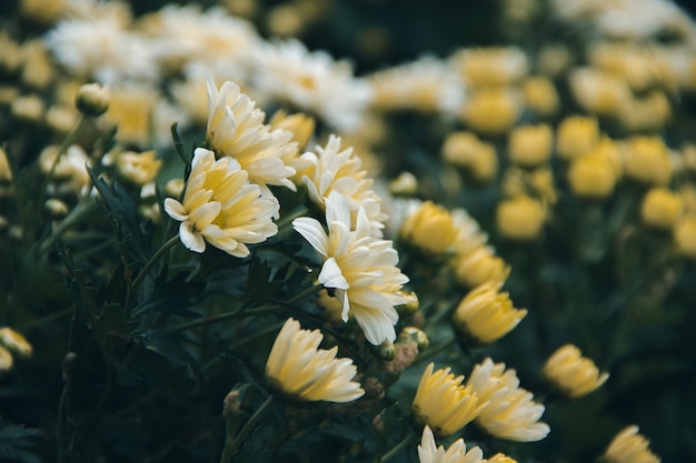 Il fiore di crisantemo giallo è un fiore di buona fortuna.