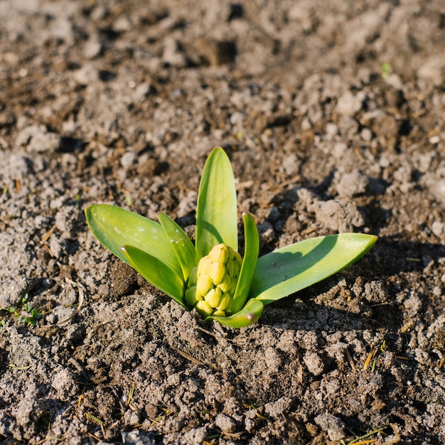 Il fiore di giacinto esce dal terreno in primavera nel giardino