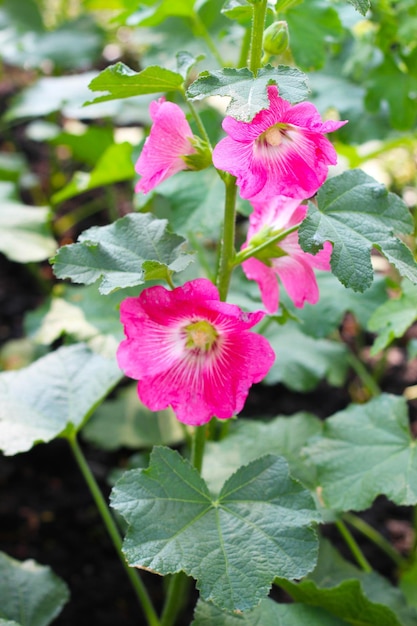 Il fiore di hollyhock che fiorisce nel parco