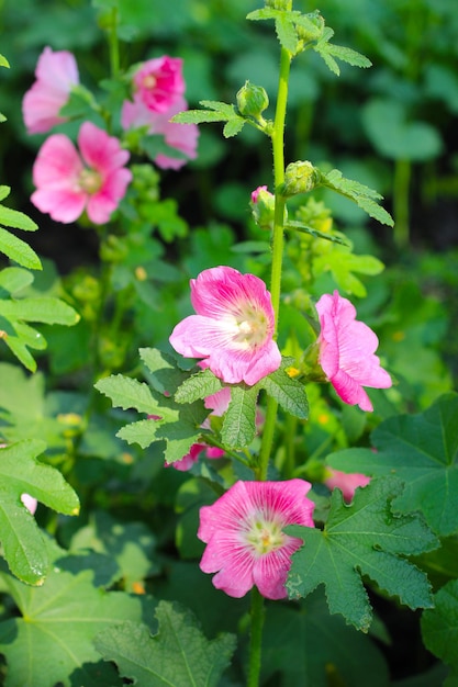 Il fiore di hollyhock che fiorisce nel parco