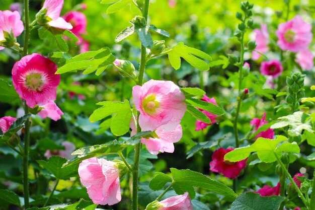 Il fiore di hollyhock che fiorisce nel parco