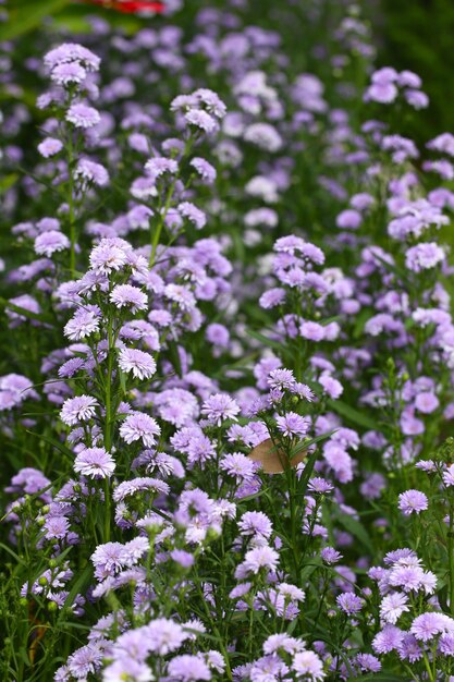 Il fiore di margherita viola in fiore