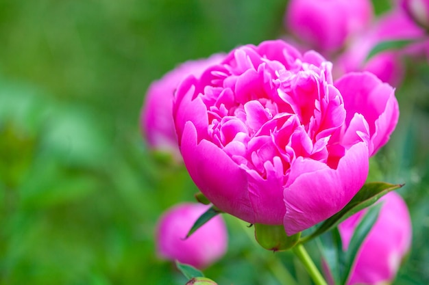 Il fiore di peonia rosa è in fiore nel giardino delle peonie il nome di questa peonia è sarah bernhardt