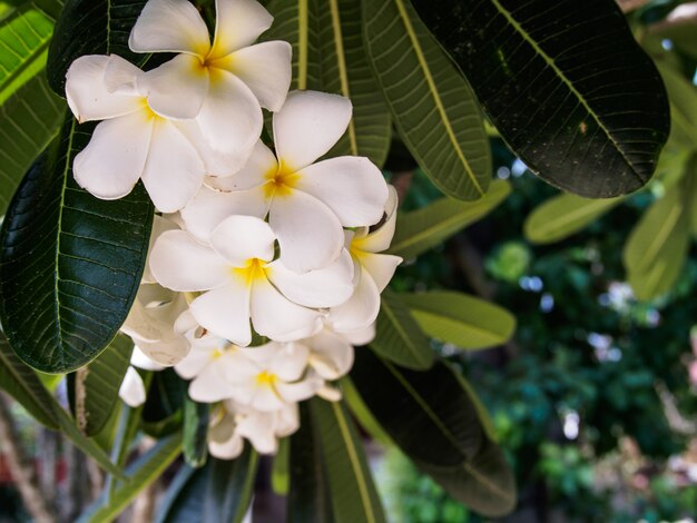 il fiore di plumeria sulla natura