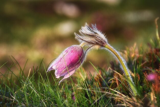 Il fiore di Pulsatilla