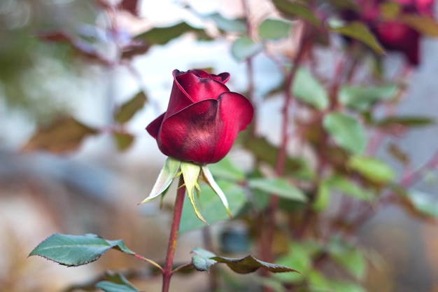 Il fiore di rosa rossa sboccia nel roseto