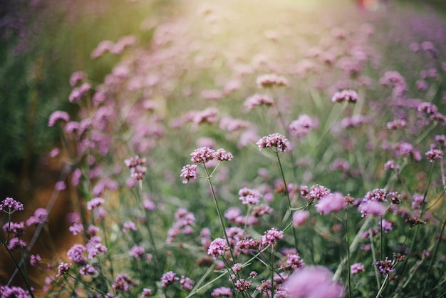 Il fiore di verbena in colore viola