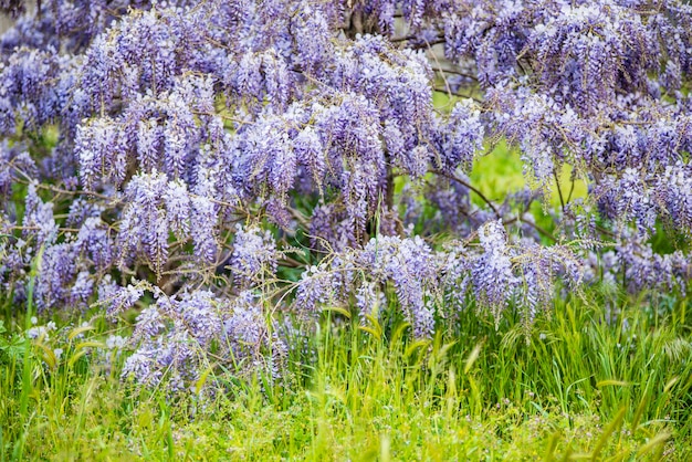 Il fiore di Wisteria sinensis sboccia in primavera