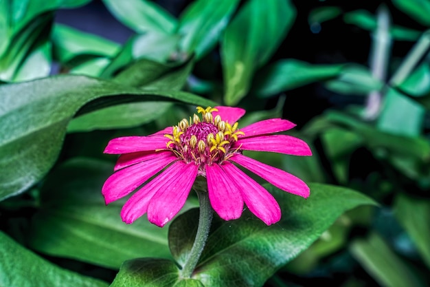 Il fiore di Zinnia elegans sta sbocciando e sembra bellissimo