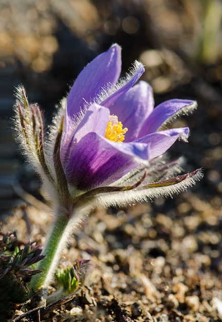 Il fiore è anche chiamato urgulka. Cresce spontaneamente e la sua fioritura è uno dei primi segni della primavera. Russia, Siberia