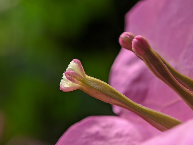 Il fiore è rosa e il fiore è rosa.