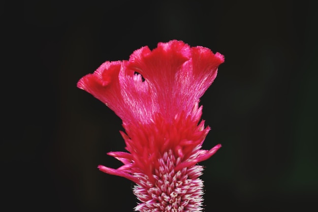 Il fiore è sbocciato nel mio giardino