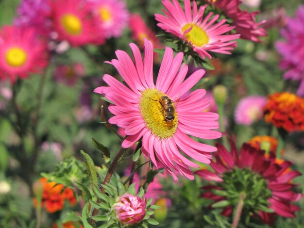 Il fiore faccia all'alba in campo