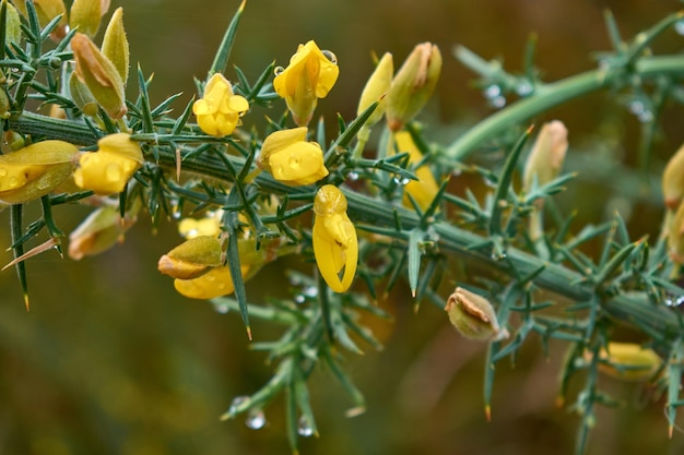 Il fiore giallo del gorse