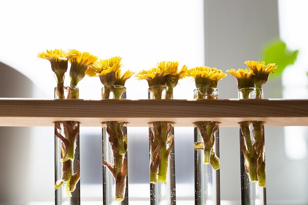 Il fiore giallo della farfara o Tussilago farfara fiorisce i primi fiori di primavera in sottili fiasche trasparenti vasi sul tavolo