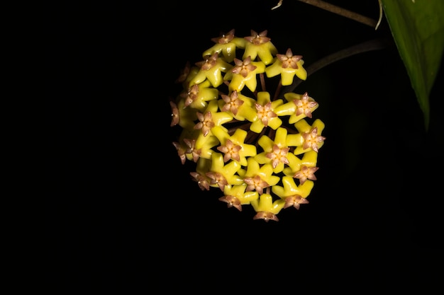 Il fiore giallo macro Hoya ha impostato contro una priorità bassa nera.