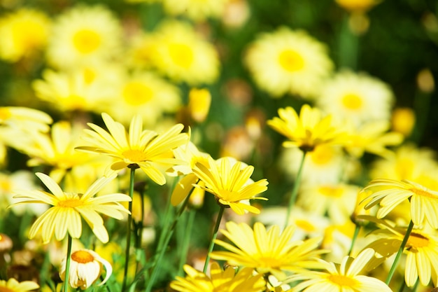 Il fiore giallo nel giardino brillava al sole