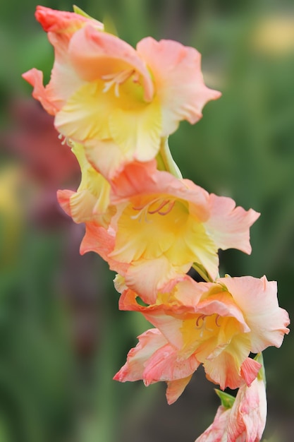 Il fiore giallo rosa di gladiolo incontra il sole mattutino e si rallegra in estate bellissimo fiore di gladiolo isolato su sfondo verde