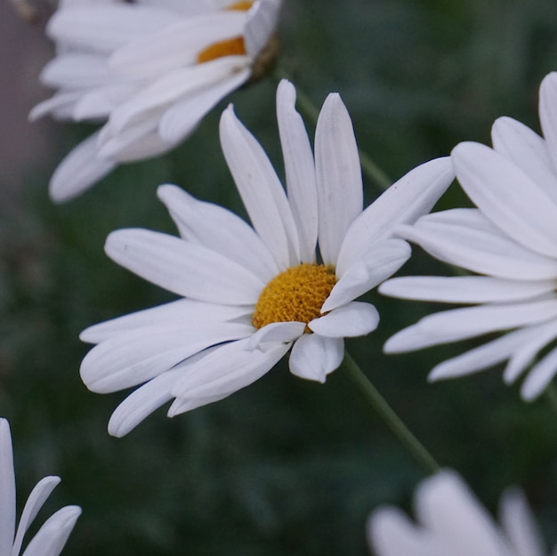 il fiore margherita