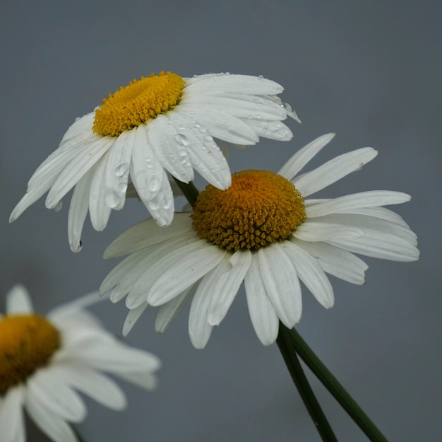 il fiore margherita