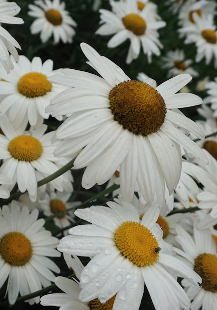 il fiore margherita