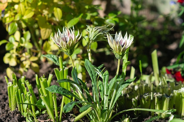 Il fiore primaverile di gazania sta sbocciando