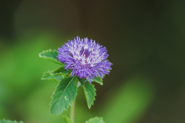 Il fiore pulsante Brasile è un fiore viola brillante che ama il sole.