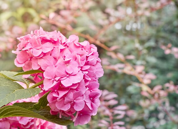 Il fiore rosa delle ortensie fiorisce in un giardino