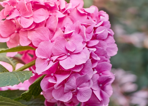 Il fiore rosa delle ortensie fiorisce in un giardino.