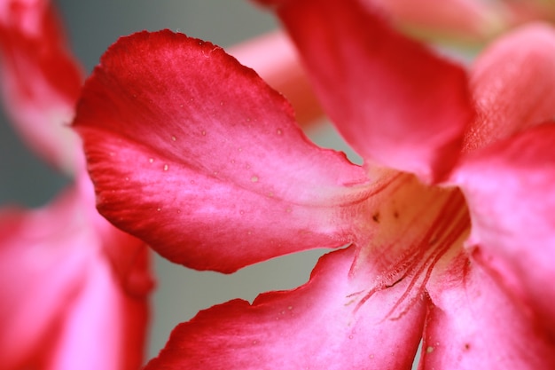 Il fiore rosso della natura del fiore