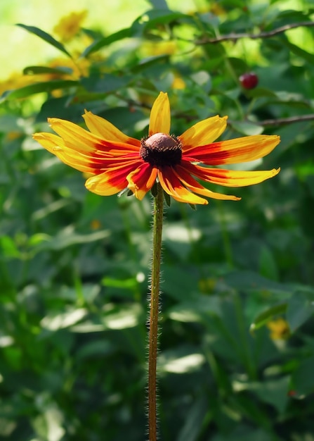 Il fiore Rudbeckia cresce in un giardino di fiori