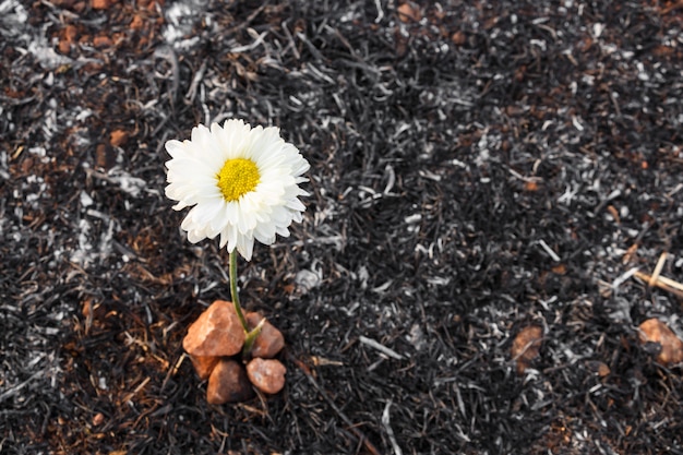 il fiore sopravvive sulla cenere dell&#39;erba bruciata