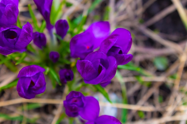 Il fiore viola brillante ha piccole foglie lunghe sullo stelo I petali del fiore sono morbidi e luminosi come la seta