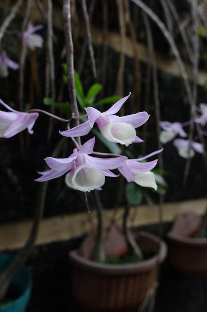 Il fiore viola della pianta d'orchidea Dendrobium aphyllum che ha la forma di un tronco
