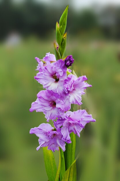 Il fiore viola di gladiolo ondeggia nel vento e si rallegra al sole bellissimo fiore di gladiolo isolato su sfondo verde