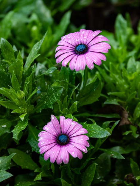 Il fiore viola è bellissimo