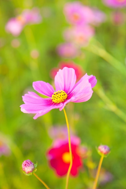 Il fiore viola giallo