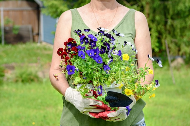 Il fiorista giardiniere in guanti da lavoro tiene piantine di viole del pensiero nel giardino estivo della casa, all'aria aperta. Il concetto di giardinaggio e fiori.
