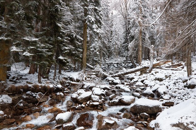 Il fiume di montagna del paesaggio invernale scorre tra le rocce nel gelo della foresta di conifere della neve sui rami nevicate abbondanti