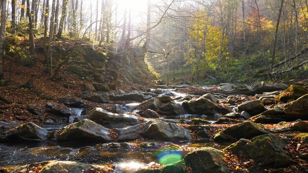 Il fiume di montagna nella foresta autunnale in un'incredibile giornata di sole