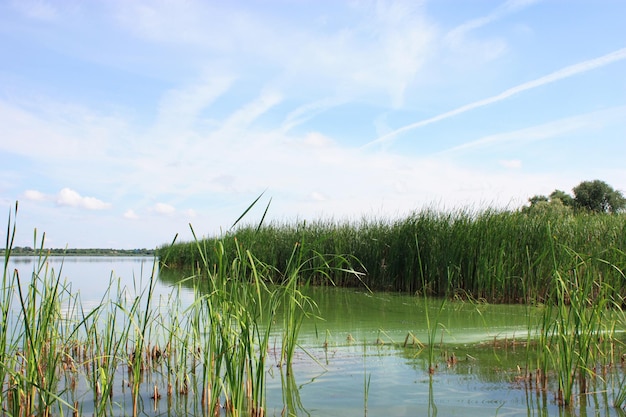 Il fiume e la canna