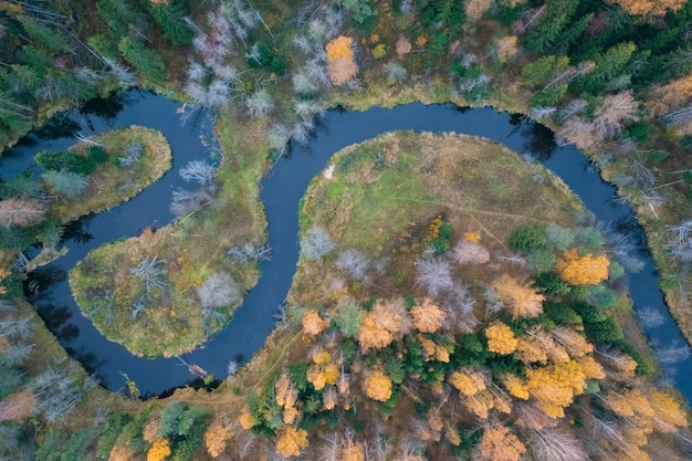 Il fiume nella foresta sotto forma di anelli Yin e Yang. Lindulovskaya boschetto sull'istmo careliano, vista dall'alto da un drone alla sera d'autunno